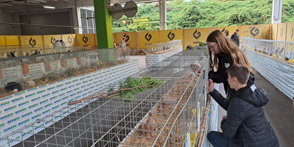 Meddruštvena razstava malih živali Meddruštvena razstava malih živali